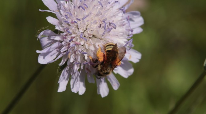 Wildbienen in NaSchau
