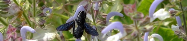 Holzbiene auf Salvia sclarea