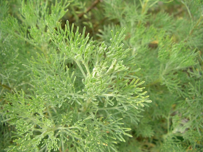 Kampfer-Wermut (Artemisia alba) 