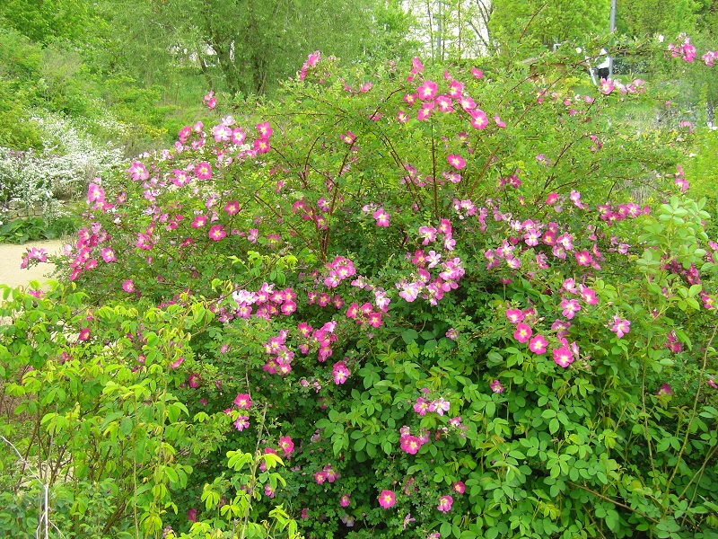 Bibernellrose 'Latifolia' (Rosa pimpinellifolia 'Latifolia')