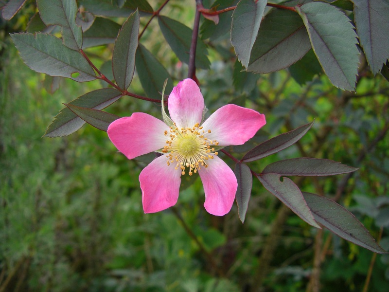 Hechtrose (Rosa rubrifolia)