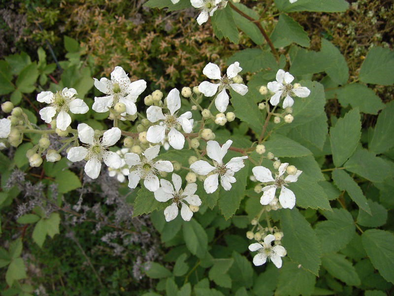 Filz-Brombeer (Rubus canescens)