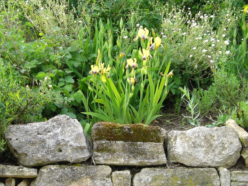 Bunter Schwerte (Iris variegata)