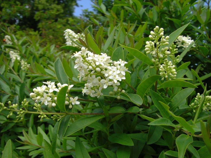 Zwerg-Rainweide (Ligustrum vulgare 'Lodense' )