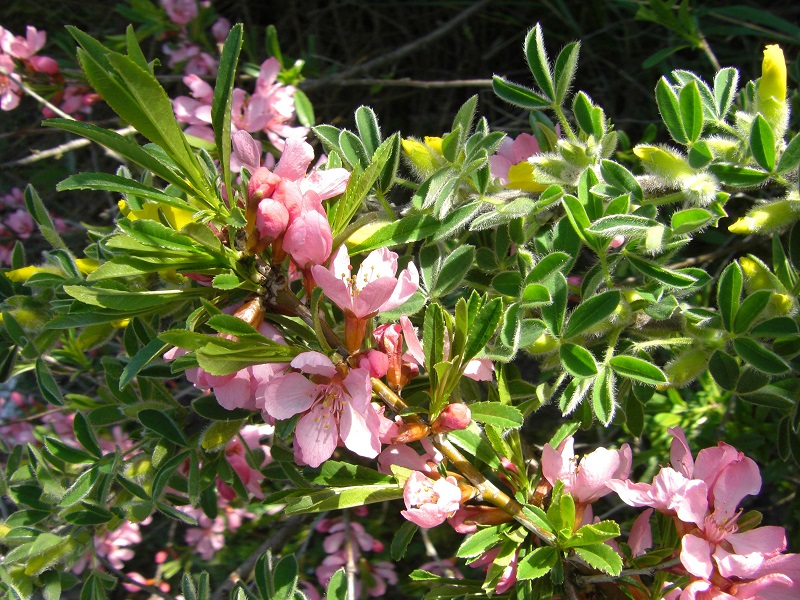 Zwergmandel (Prunus tenella)