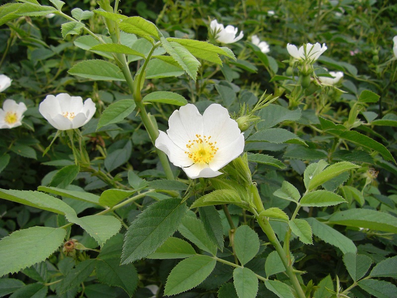  Acker-Rose (Rosa agrestis)