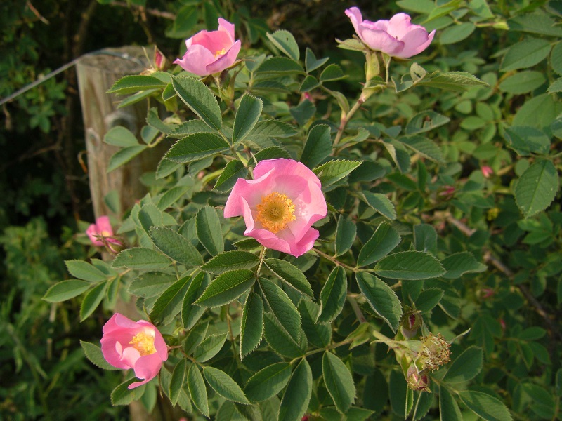 Rosa mollis (Weichblättrige Rose)