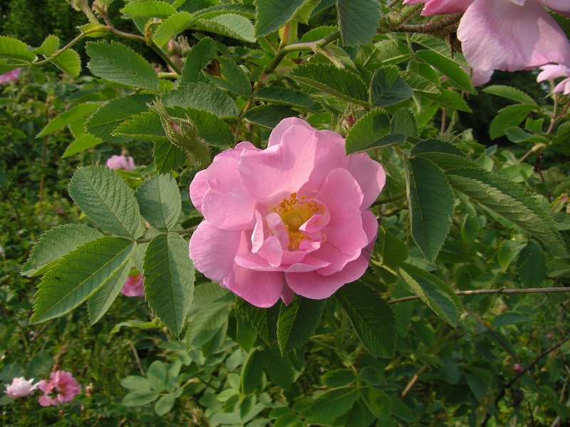 Gefüllte Apfelrose (Rosa villosa 'Duplex') 
