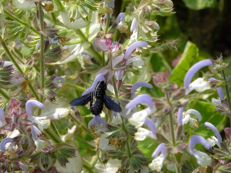 Hochstaude Muskateller-Salbei (Salvia sclarea)