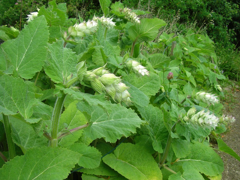 Muskateller-Salbei (Salvia sclarea)