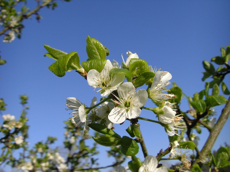 Ziparte (Prunus insititia ssp. prisca), s.a. Titelbild 