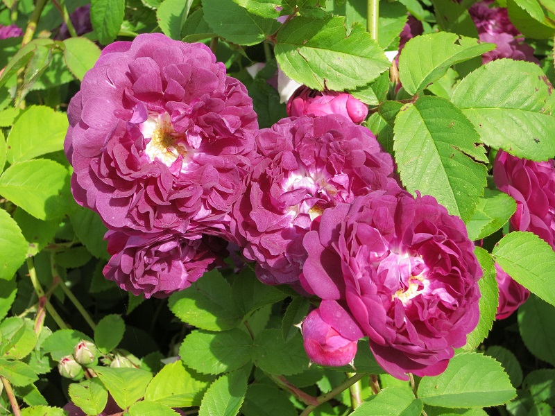 Rosa centifolia à fleurs doubles violettes