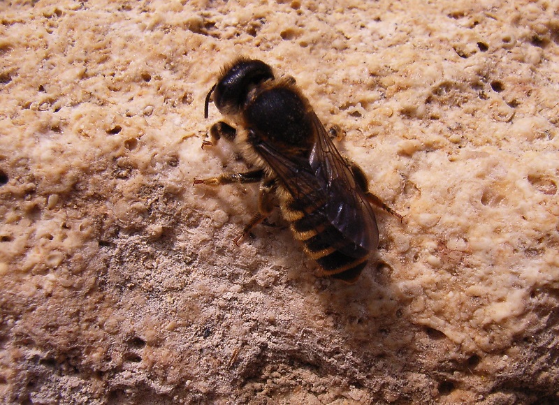 Wildbiene an der Trockenmauer, Uns nicht bekannte Wildbienenart, Bestimmungshilfe wird gerne angenommen