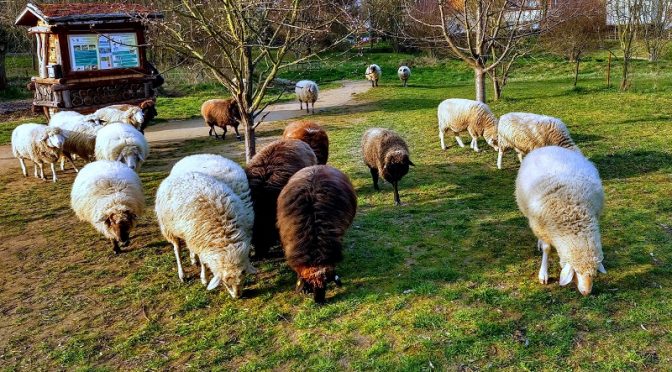 Das Bild zeigt weidende Schafe im Naturschaugarten Lindenmühle