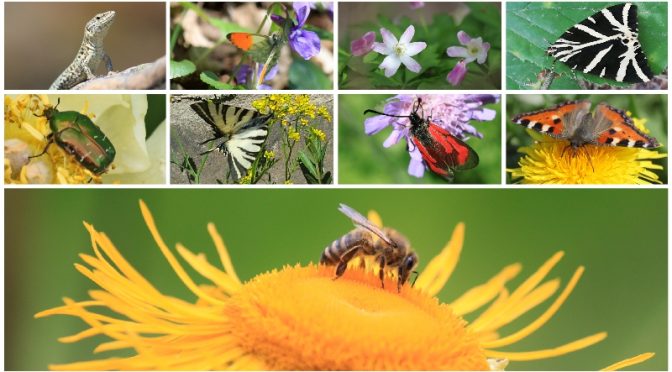 Das Bild zeigt eine Collage mit verschiedenen Pflanzen und Insekten
