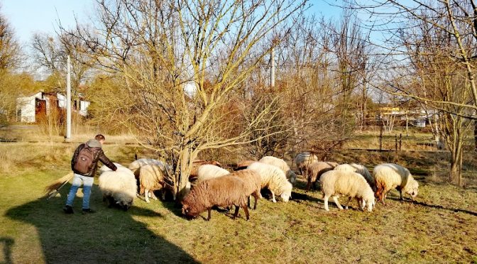 Auf dem Bild sind 17 Schafe zu sehen, die im Schaugarten Gras fressen.
