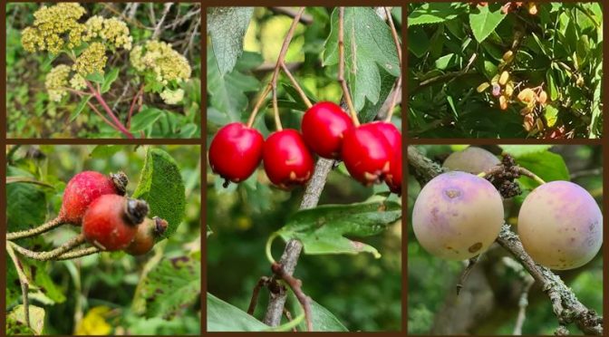 Tisch im Garten 5.9.2025