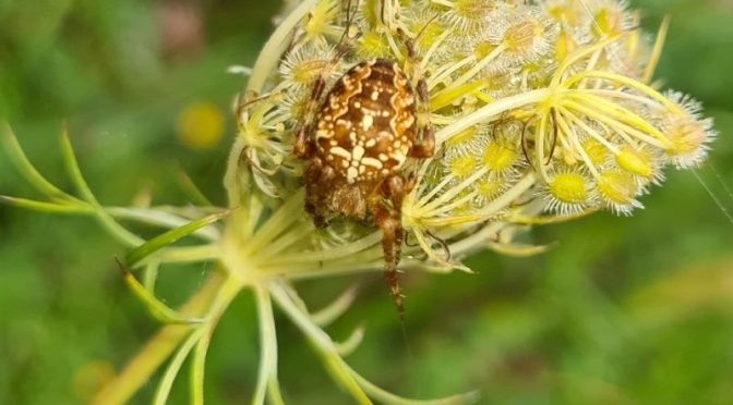 Pfui Spinne?
