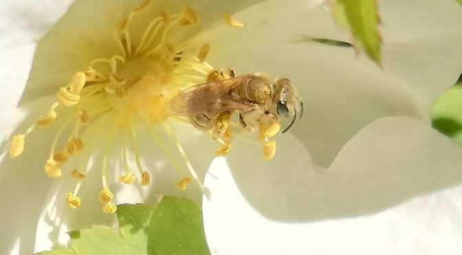 Goldglänzende Furchenbiene