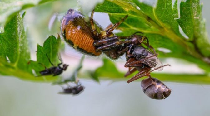 Südliche Glanz-Krabbenspinne