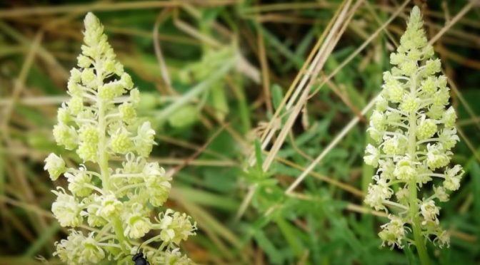 Eine ungewöhnliche gewöhnliche Pflanze