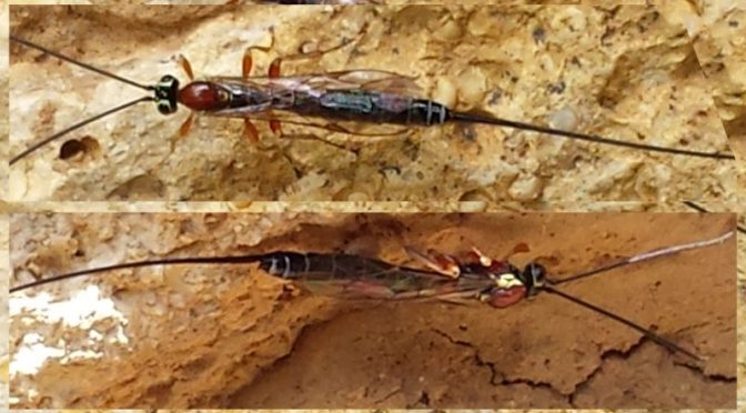 Griechische Tragödie?