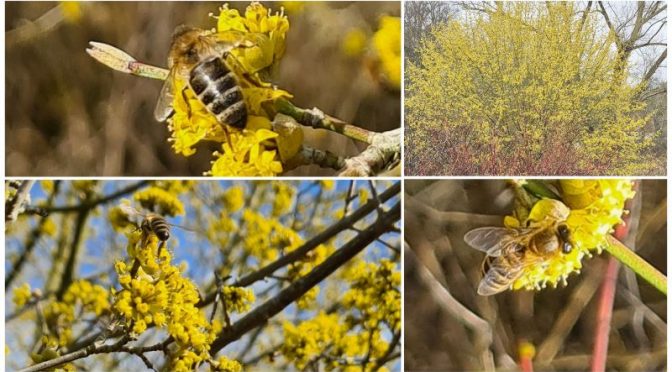 Frühlingsstarter: Kornelkirsche