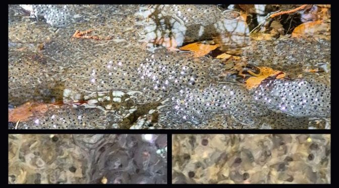 Zum Tag des Artenschutzes 3.3.2026