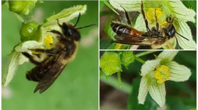 Schön und schön giftig – die Zaunrübe