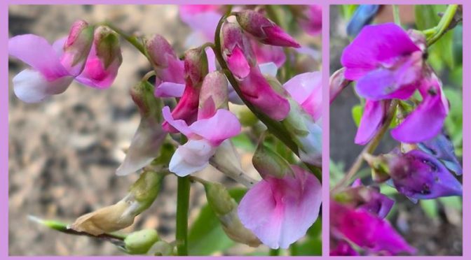 Noch ein Frühblüher