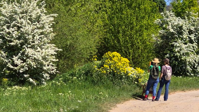 Zackenschoten am Weg