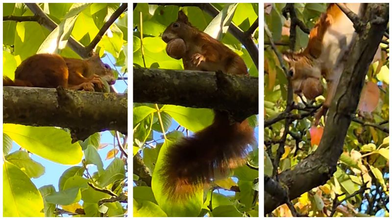 Eichhörnchen