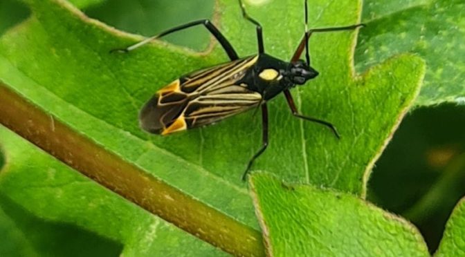 Igitt oder Oho?